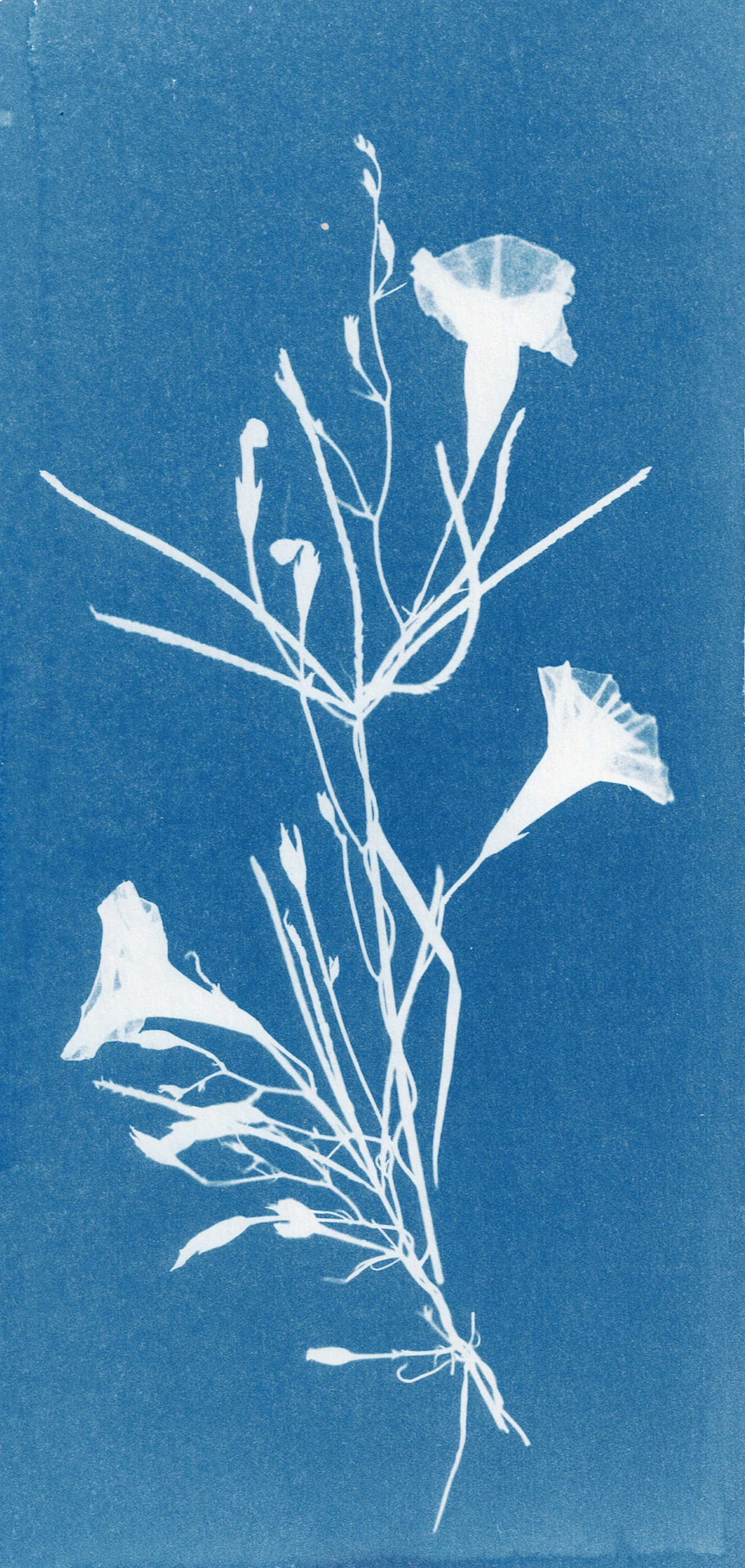 Morning Glory and Weed, 2025